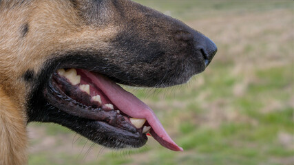 portrait of a German shepherd's tongue
