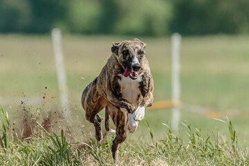 Whippet racing straight sprint on field