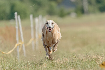 Whippet racing straight sprint on field