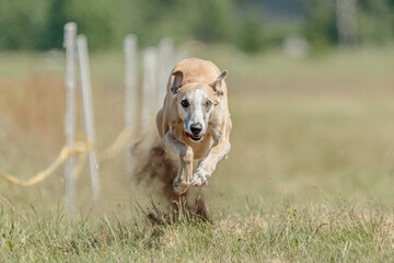 Whippet racing straight sprint on field