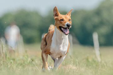 Basenji dog running in green field on lure coursing competition