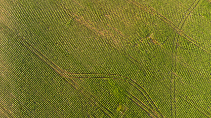 Rural landscape. Top down view of rural field meadow scene. Countryside agriculture field meadow landscape. Country landscape aerial fields meadow. Panoramic country view of aerial nature scenery.