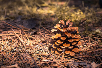 pine cone in the forest on a sunny day