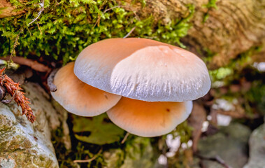 A bunch of mushrooms on a tree trunk covered with lush green moss among the stones. Concept of adaptation to harsh surroundings of nature in mountains. Selective focus, blurred background.