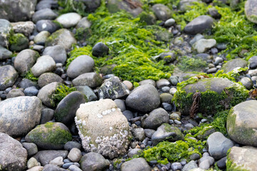 moss and algea growing in stones along the puget sound