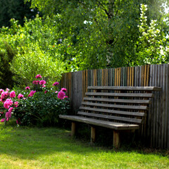 bench in the shade of a tree against the backdrop of a flowering bush of peonies. free place to rest