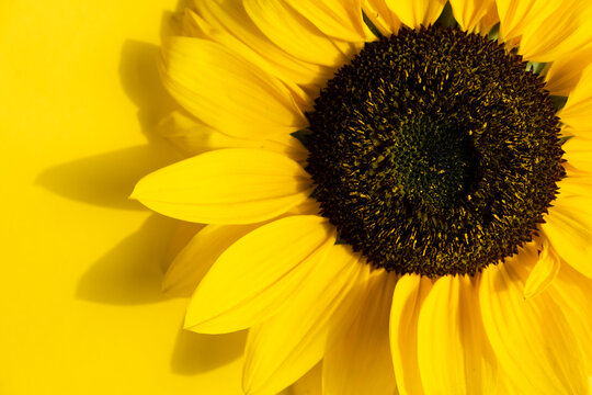 Creative design with sunflower and petals on yellow background