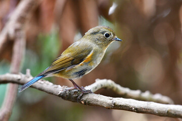 Beauty Bird at wildlife