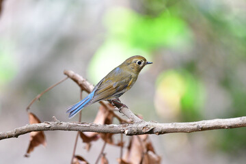 Beauty Bird at wildlife