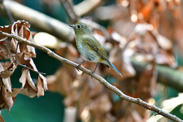 Beauty Bird at wildlife
