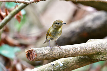 Beauty Bird at wildlife