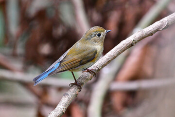 Beauty Bird at wildlife