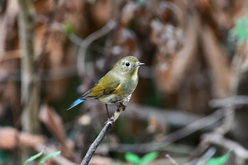 Beauty Bird at wildlife
