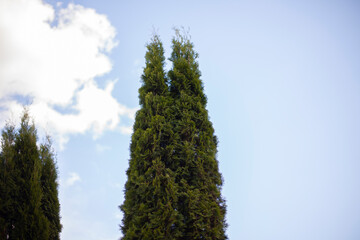 Coniferous tree in the park. Garden tree.
