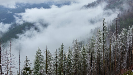 Foggy view to the mountain slopes with the forest in Oregon.