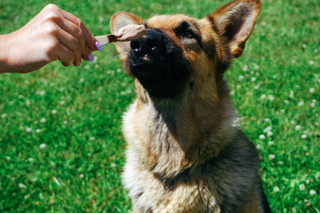 The dog eats ice cream. German shepherd dog licks popsicle on stick on green grass background. Close-up.