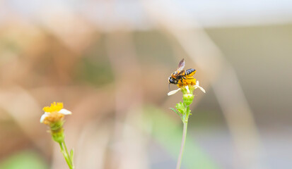 bee on a flower