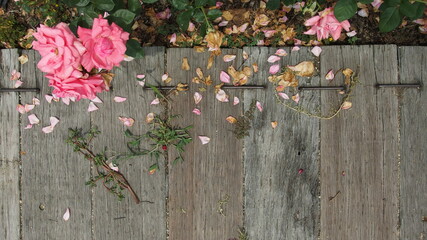 花弁が舞散る板の道