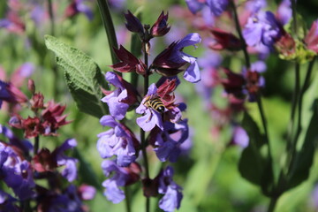 Blume 1