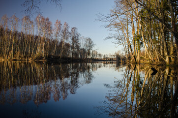 Tree reflection in the pond in late spring evening, Latvia.