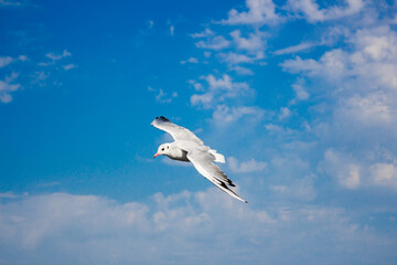 seagull in flight