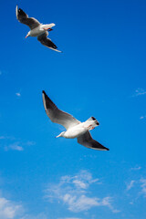 seagull in flight