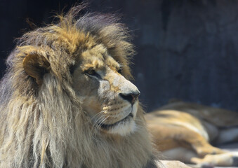 Male Lion is looking at something. Head part of the body.