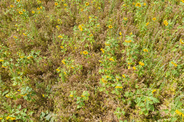 Bird's eye view of a field of sunflowers in sunny weather 