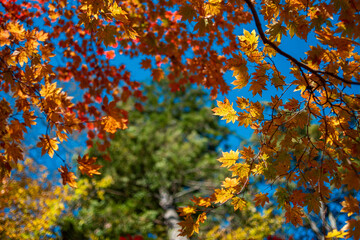 fall leaves on the tree autumn season