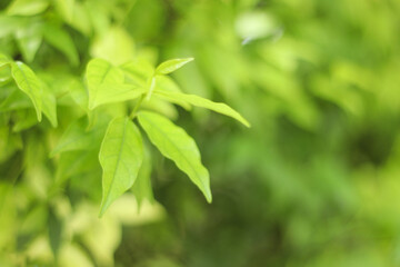 The Nature view of Green Leaf on blurred greenery background in park with put copy space area for text using as background natural green