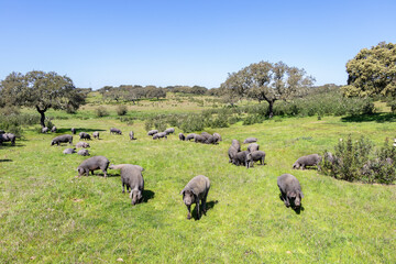 Iberian pigs grazing in the Huelva countryside. Pigs in the pasture with holm oaks in Andalusia, Spain