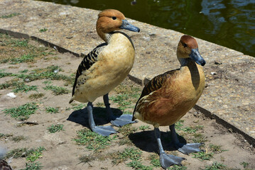 Selective focus shot of two whistling ducks