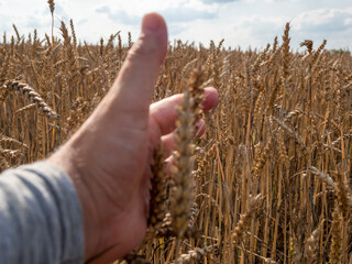 Wheat field in sunlight. Wheat ears in hand. Harvest or farm concept.