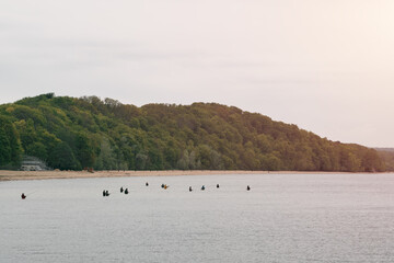 Group of fishers stand in the water near seashore and forest. People trying to catch a fish while standing in the water.