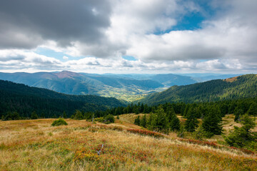 Fototapeta na wymiar mountain landscape in dramatic weather. beautiful carpathian countryside in autumn. coniferous trees on colorful grassy meadows in dappled light. rural valley in the distance. cloudsy on the sky