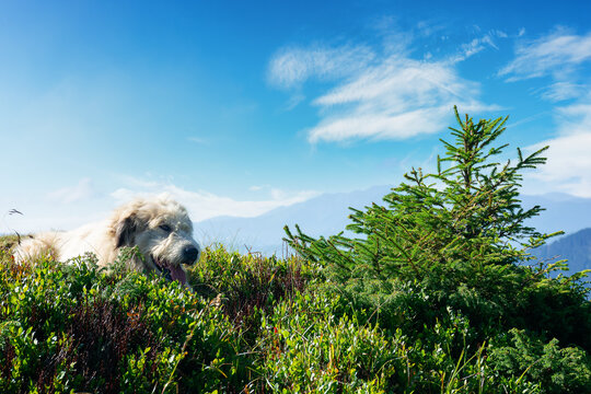 carpathian shepherd dog. good old friend take a rest. pet in nature. distant mountain scenery in morning light