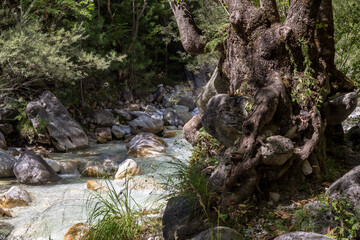 Fototapeta premium A huge sycamore tree and mountain, cold, fast river close-up