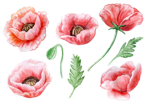 Red poppies isolated on white background. Field summer flowers. Watercolor. Illustration. Template. Close-up. Clipart. Hand drawing. Painting