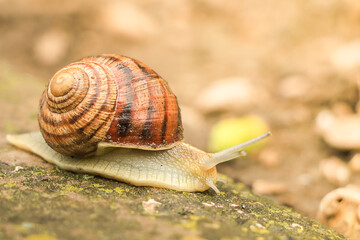 Garden snail close-up on brown background.