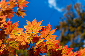 Naklejka na ściany i meble autumn maple leaves in the sky fall season