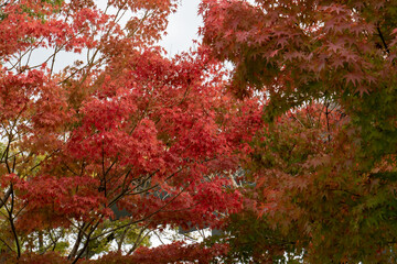 紅葉　秋バックグラウンド