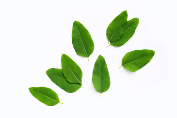 Eucalyptus leaves on white background.