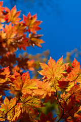 autumn maple leaves on sky fall season