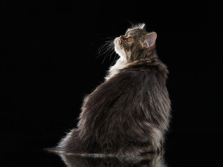 Scottish tabby cat on black background with reflection. Pet in the studio. Kitten sitting with his back turned away