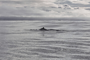 family of humpback whales swims in the ocean three whales