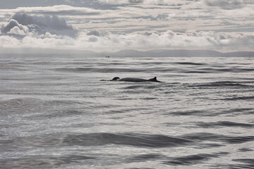 family of humpback whales swims in the ocean three whales