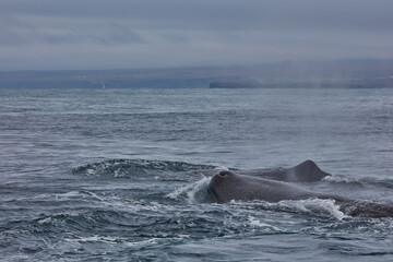 family of humpback whales swims in the ocean three whales
