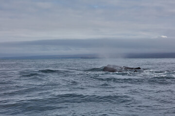 family of humpback whales swims in the ocean three whales