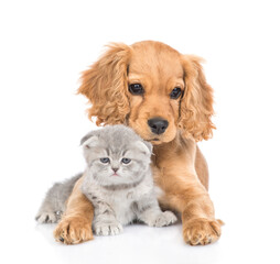Portrait of a friendly English cocker spaniel puppy dog hugs tiny kitten. isolated on white background