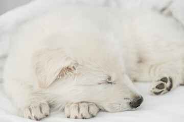Cute white Swiss shepherd puppy sleeps under white warm blanket on a bed at home